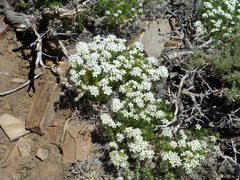 Leptosiphon nuttallii pubescens