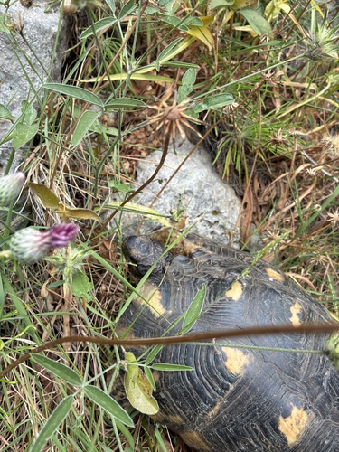 Marginated Tortoise