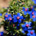 Flax-leaved Blue Pimpernel - Photo (c) Jardin Botanique, some rights reserved (CC BY-NC-SA)