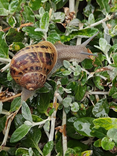 Garden Snail