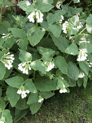 Symphytum orientale