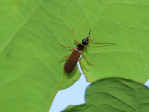 Rhagonycha lignosa, Klarenbeek, Nederland, photo 9 of 10