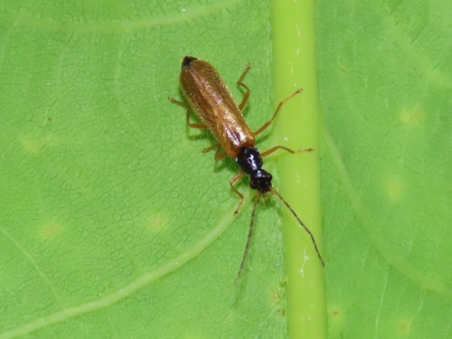 Rhagonycha lignosa, Klarenbeek, Nederland, photo 4 of 10
