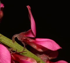 Indigofera venusta