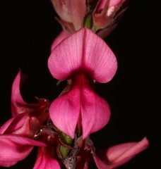 Indigofera venusta