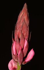 Indigofera venusta