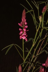 Indigofera venusta