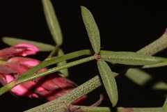 Indigofera venusta