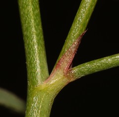 Indigofera venusta