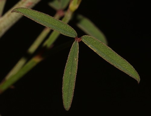 Image of Indigofera venusta by (c) Brian du Preez, some rights reserved (CC BY-SA)