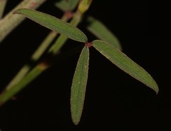 Indigofera venusta