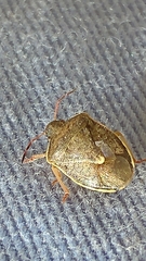 Holcostethus limbolarius