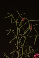 Indigofera venusta