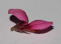 Indigofera venusta
