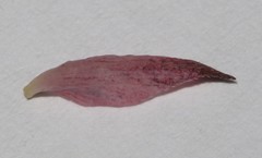 Indigofera venusta