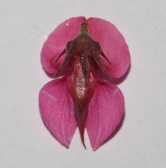 Indigofera venusta