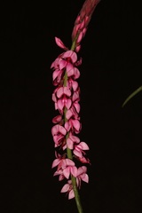 Indigofera venusta