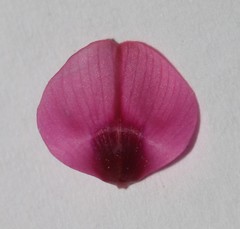 Indigofera venusta
