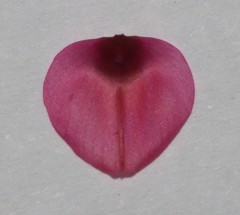 Indigofera venusta