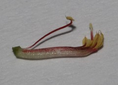 Indigofera venusta