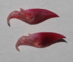 Indigofera venusta