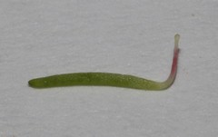 Indigofera venusta