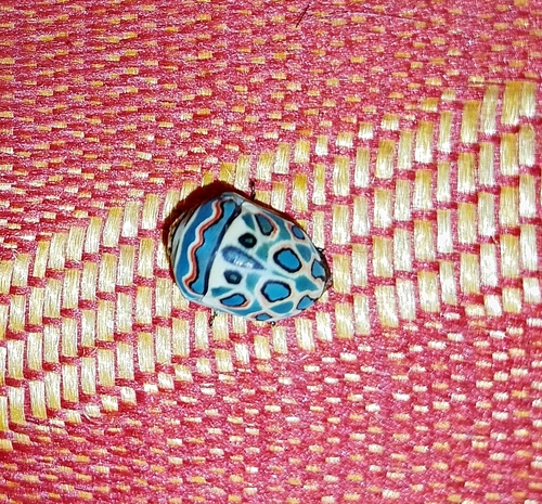 Picasso Bug