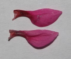 Indigofera venusta