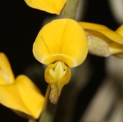 Calobota cinerea