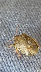 Holcostethus limbolarius