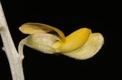 Calobota cinerea