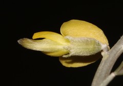 Calobota cinerea