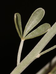 Calobota cinerea