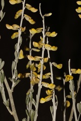 Calobota cinerea