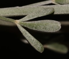 Calobota cinerea