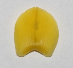 Calobota cinerea