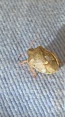 Holcostethus limbolarius