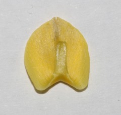 Calobota cinerea