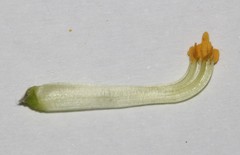 Calobota cinerea