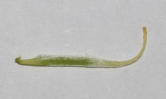 Calobota cinerea