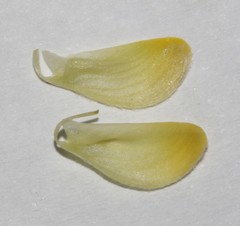 Calobota cinerea