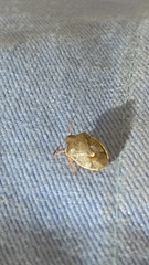 Holcostethus limbolarius