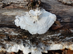 Gloeophyllum trabeum