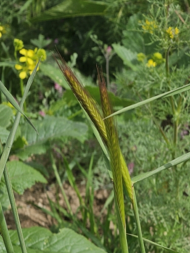 Hordeum bulbosum, photograph 1