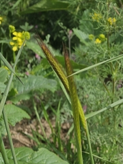 Hordeum bulbosum, photograph author not stated, no rights reserved