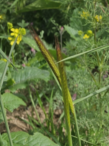 Hordeum bulbosum, photograph 2