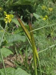 Hordeum bulbosum, photograph author not stated, no rights reserved