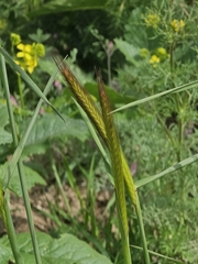 Hordeum bulbosum, photograph author not stated, no rights reserved