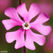 Silene scabriflora - Photo (c) Valter Jacinto | Portugal, some rights reserved (CC BY-NC-SA)