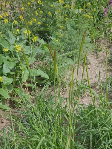 Hordeum bulbosum, photograph 4